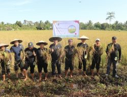 BWS Kalimantan V Panen Raya di SP8 Tanjung Buka, Hasil Bantuan Bibit Bagi Petani 