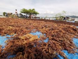 Kawasan Budidaya Rumput Laut Nunukan Harus Zero Waste