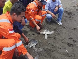 Ekowisata Penyu di Kampung Pelangi Desa Sinorang