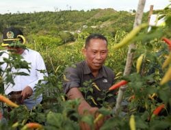 Syarwani Panen Raya Cabai di SP 7 Salimbatu