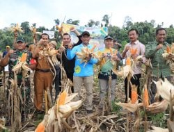 Genjot Produksi Jagung, Pemkab Bulungan Bagikan Benih untuk 130 Hektar di Tanjung Palas Utara